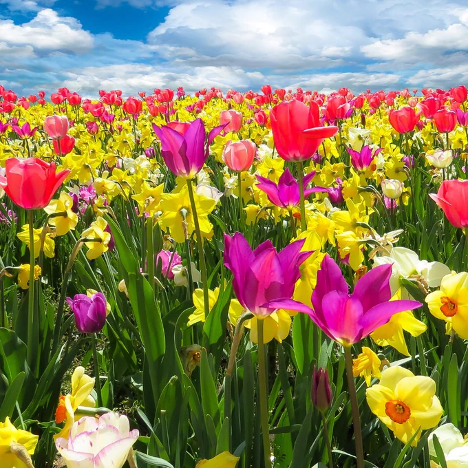 Colouful sprung flowers