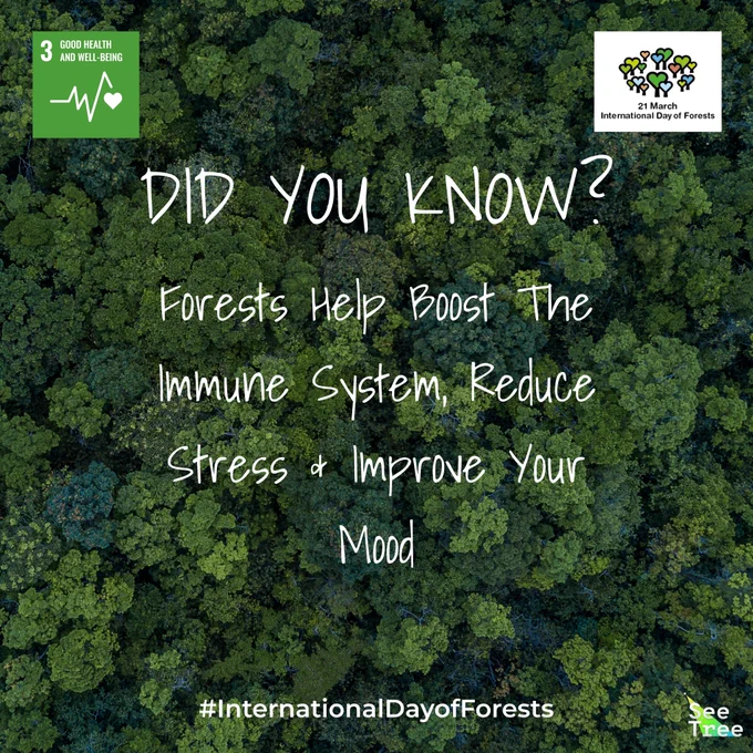 Did you know? Forests help boost the immune system reduce stress & improve your mood

#InternationalDayofForests 

SeeTree"