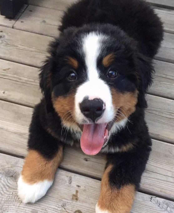 Baby Bunsen
