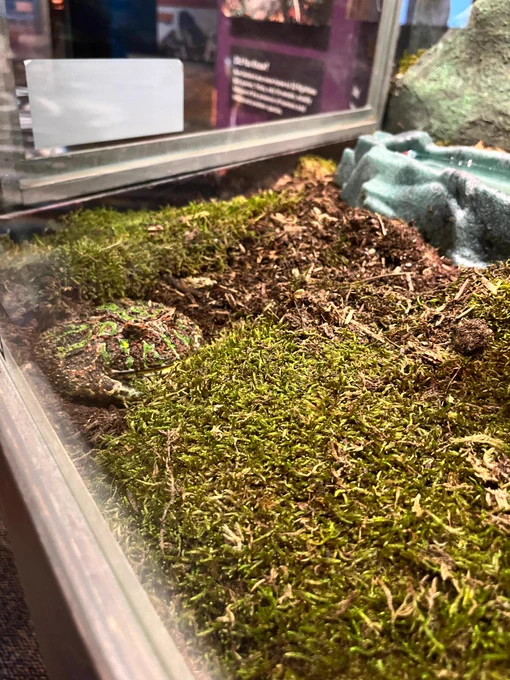Argentine Horned Frog