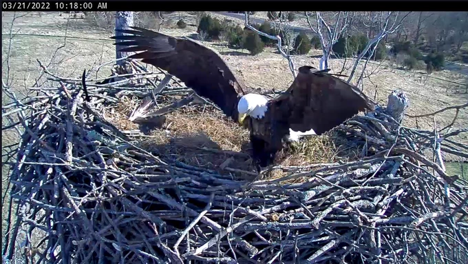 Photo description: Male bald eagle with wings outstretched and cupped lands in the nest with a talon full of dry cornstalks by R. Robinson/USFWS