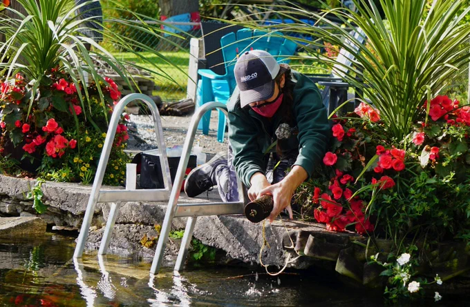 PhD student Erin Smith uses a Hester-Dendy sampler to collect aquatic insects from nearshore locations along Pigeon Lake