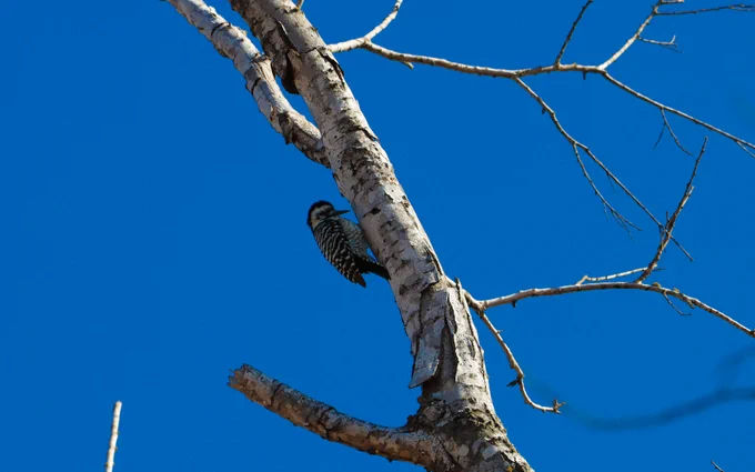 Woodpecker