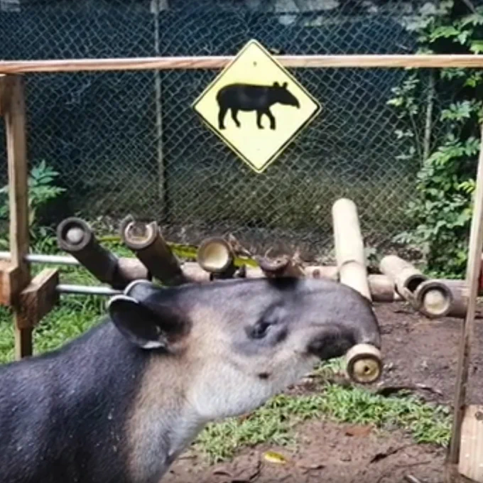 a photo of the head and neck of a tapier in an enclosure, with a yield sign with a tapier silhouette on it in the background