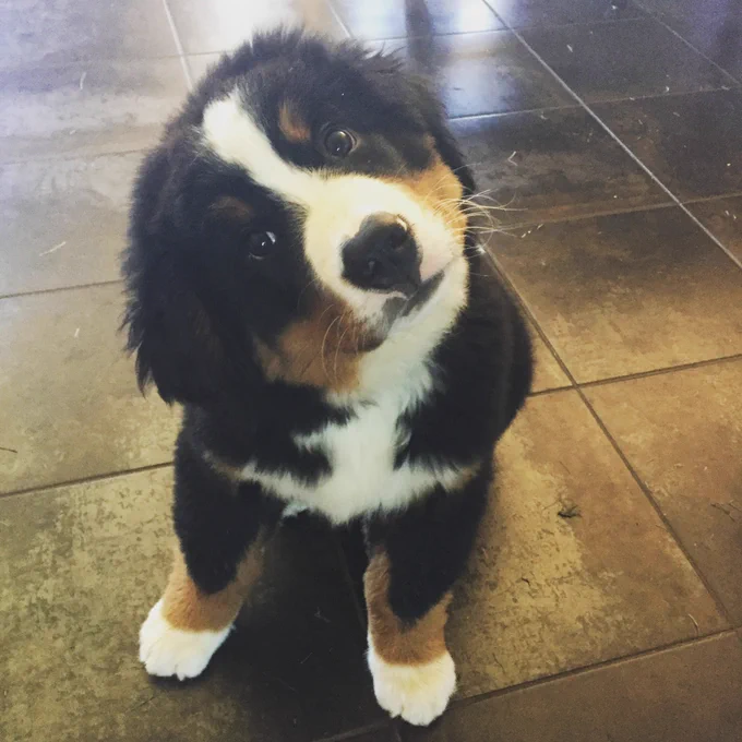 Baby Bunsen