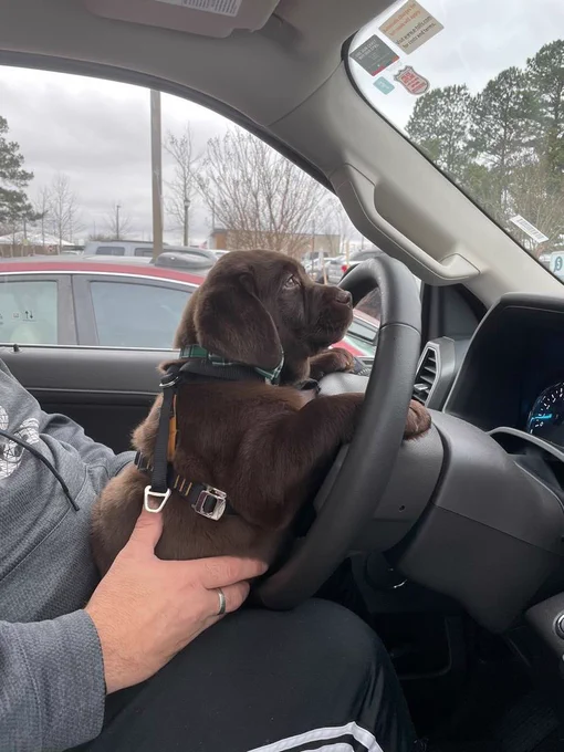Walter is now looking straight ahead. Please fasten your seatbelts. I mean, his paws aren’t even on the wheel- but don’t tell him that. He’s doing great