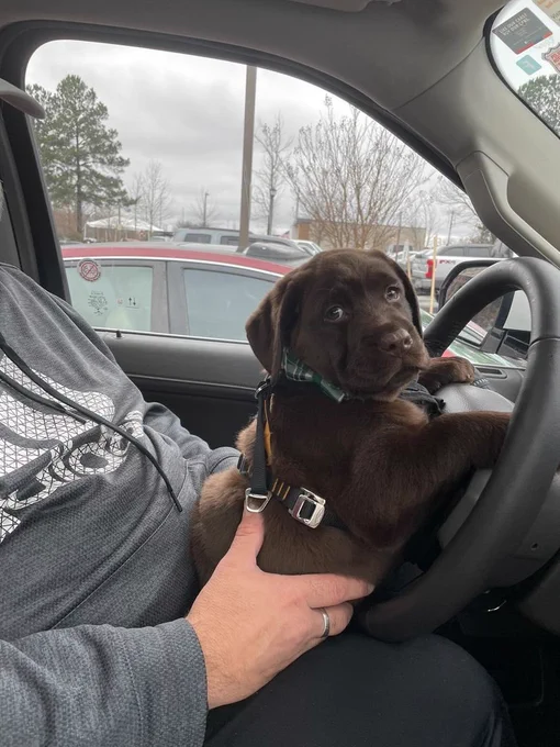A little chocolate lab puppy is being held up behind the wheel of the car. He looks at you in suspense. Walter always asks to drive the car and today is his lucky day