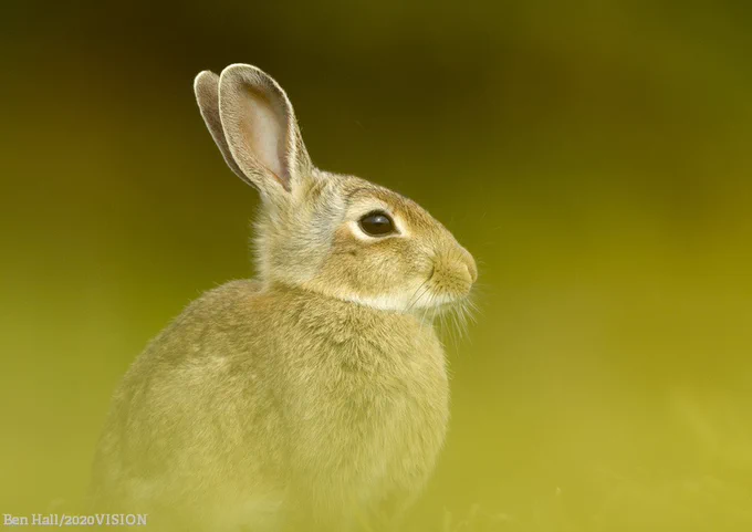 A young rabbit in a field