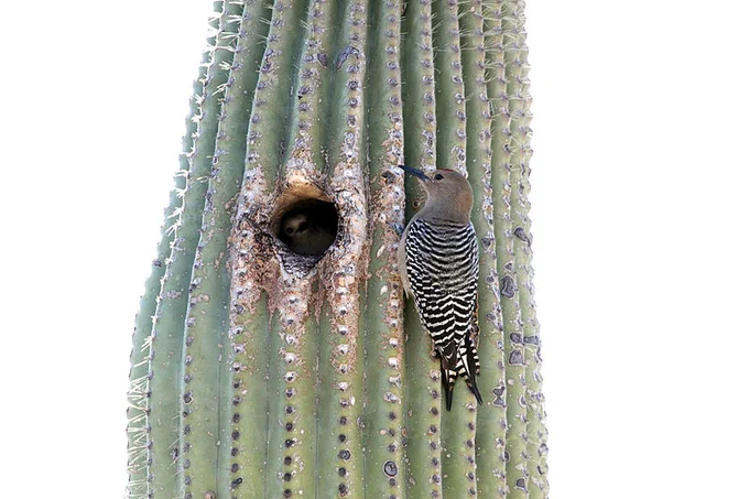 ave pousada sobre o cacto. ao seu lado, dentro de um buraco na planta, é possível ver outra ave da mesma espécie repousando no ninho.