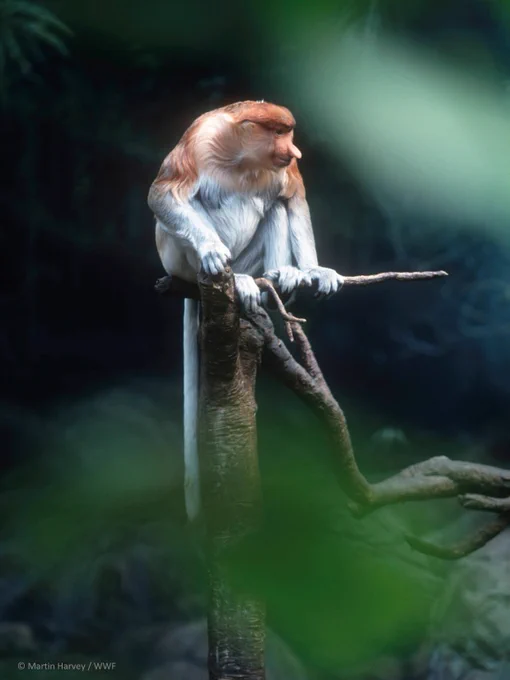 Photo of an orange and white proboscis monkey sitting on a branch. Two green leaves are out of focus in forefront of photo. 