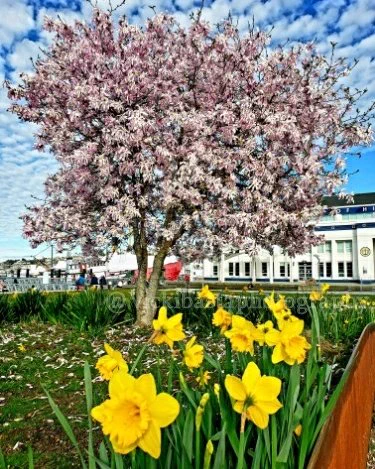 I took advantage of the Tuesday 🌞 at SLU Park and enjoyed the daffodils, water, puffy cloud formations.  Where have you been enjoying the Spring blossoms in Seattle?