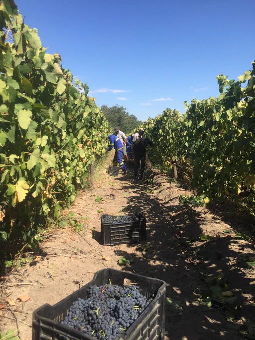Harvest if Syrah at Andreas Boutique Winery