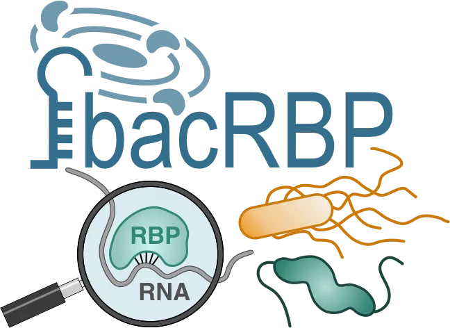 ERC CoG project: "bacRBP - Exploring the expanding universe of RNA binding proteins in bacteria". 
Image source: Mona Alzheimer (AG Sharma, IMIB, Würzburg).