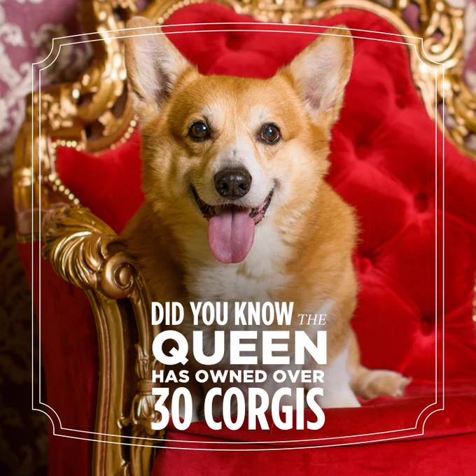 Image of a corgi dog sitting on a red chair, featuring text "Did you know The Queen has owned over 30 corgis?​"