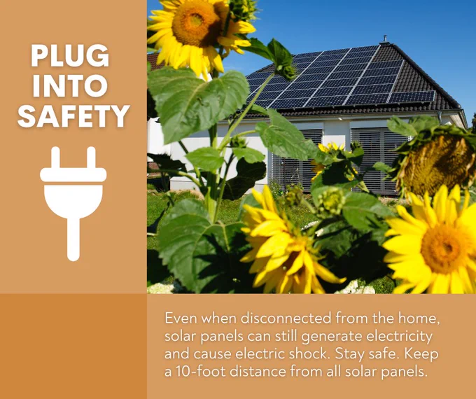 Sunflowers in foreground, house with solar panels on roof in background