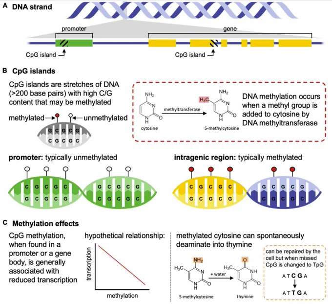 illustration of common methylation patterns and results on gene expression in mammalian genomes