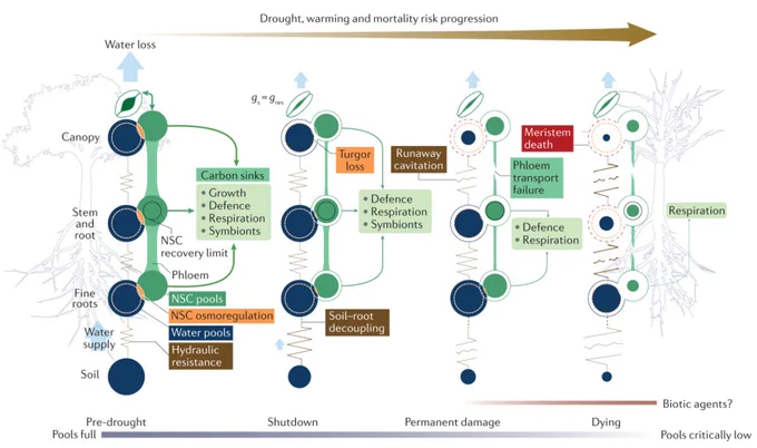 Diagram showing the mechanisms that lead towards tree mortality. Hypothesized mechanisms, including pools and fluxes, that influence mortality as drought progresses. Primary water and carbohydrate pools are in blue and green circles, respectively, with their fluxes as resistors and green arrows. Interactions between water and carbon pools are in orange. As drought progresses, stomatal and belowground conductance decline to near zero. gres (residual conductance from foliage and bark post-stomatal closure) then dominates water loss and plant survival depends on the finite, stored carbon and water pools. Ultimately, dehydration and depletion of these pools promotes sustained negative turgor (dashed orange circles), followed by meristem death (dashed red circles) from the cellular water content falling below a threshold for cellular rupture. The black circle within the stem and root carbohydrate pools indicates the point at which there is insufficient carbohydrates to recover via regrowth.