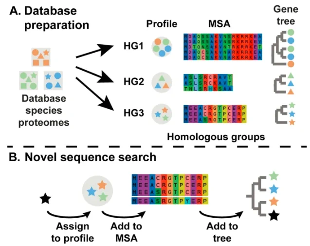 Schematic of SHOOT. It generates a database of phylogenies. A sequence can then be queried against the multiple sequence alignments, and placed on a tree