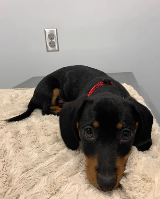 the dachshund puppy is now laying on the counter and looking at you with puppy dog eyes, proving he is a good boy