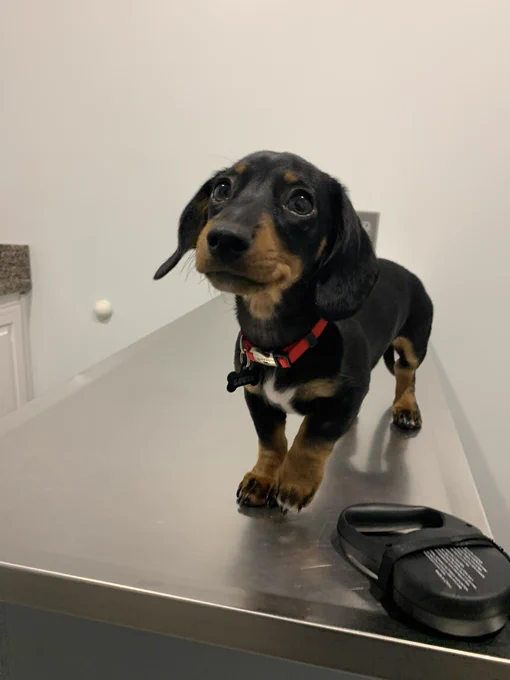 small, black and tan dachshund puppy is standing on the counter in a vet’s office looking very pleased. he’s confident he’s a good boy