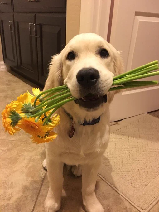 blonde golden retriever sits with a bouquet of yellow flowers in his mouth that he picked out himself just for you