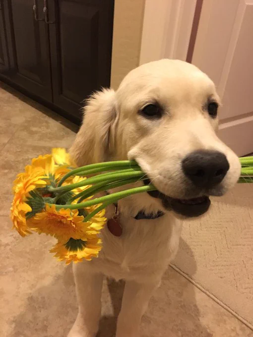the blonde golden retriever still has the yellow flowers in his mouth. he hopes you love the color