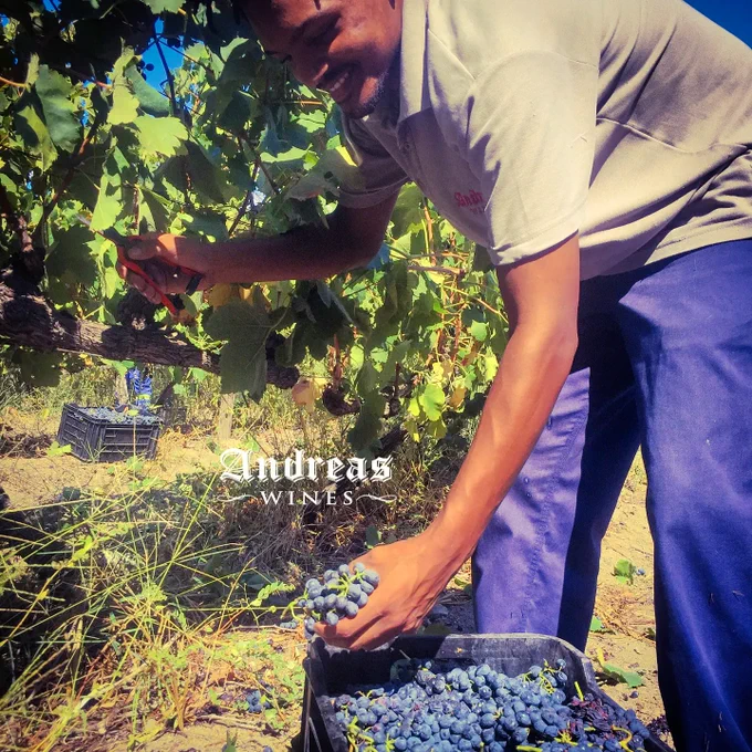 Revan Apollis harvesting our Syrah