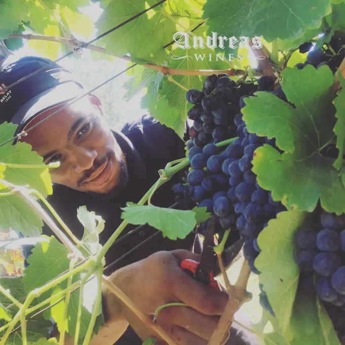Bronwin harvesting our Syrah on Andreas