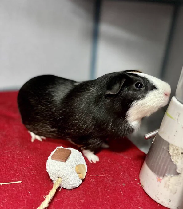 Sweet Pea in front of her water bottle with a chew toy by her feet.