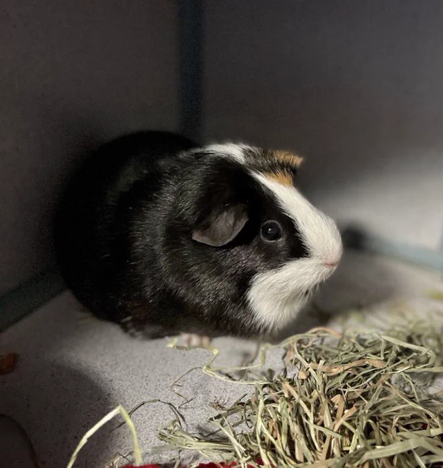 Sweet Pea with a pile of alfalfa in front of her.