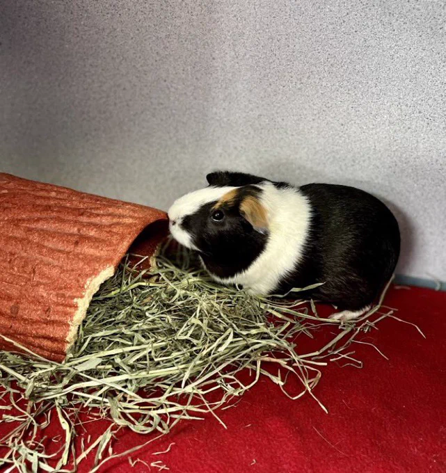 Sweet Pea with some alfalfa and a little tunnel.
