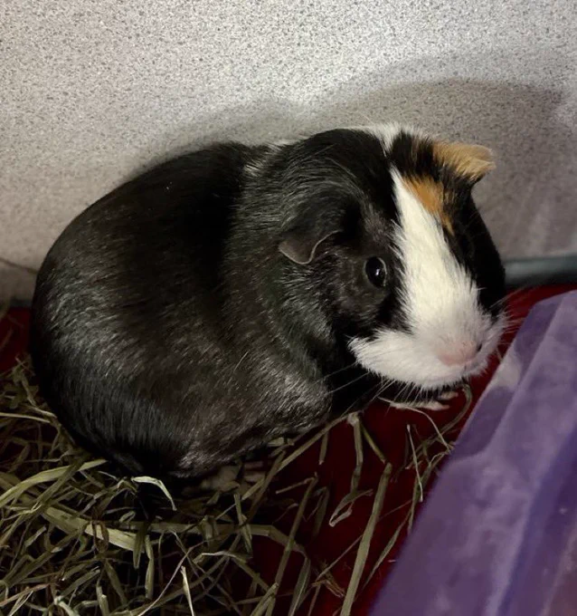 A tri-colored Guinea pig (Sweet Pea)