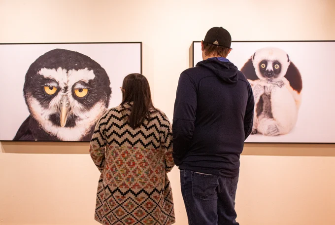 Large photos of an unimpressed owl and eager lemur gaze at two museum visitors.