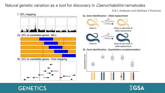 Natural genetic variation as a tool for discovery in Caenorhabditis nematodes