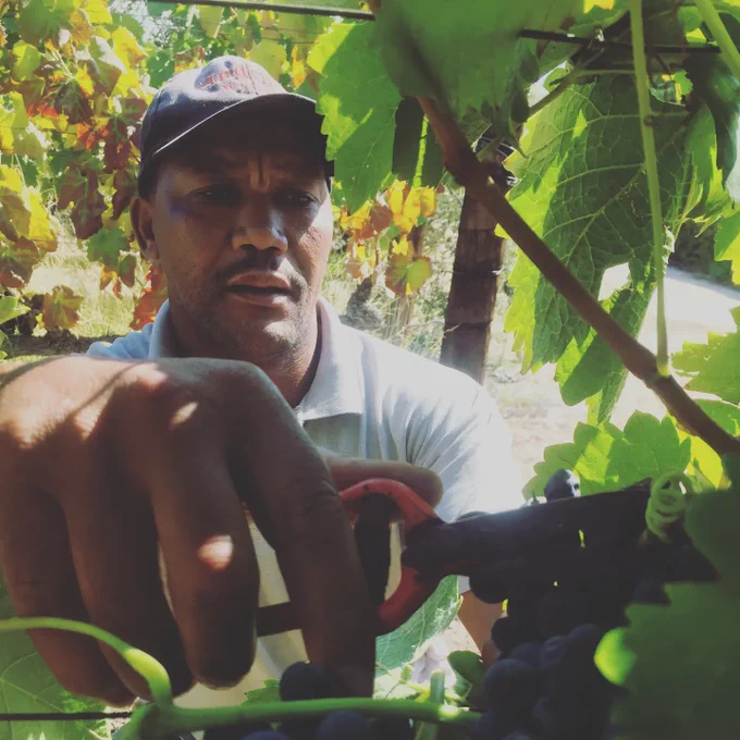 Jan Samuels - 2022 Harvest at Andreas Syrah