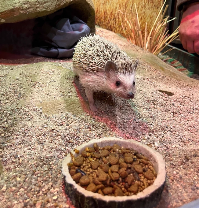Image shows a hedgehog, walking toward it's bowl of food. 
