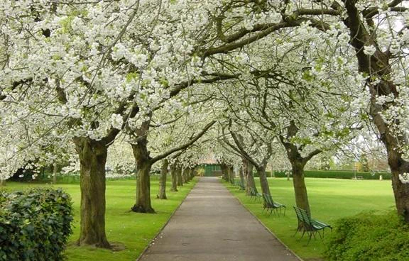 An avenue of trees covered with white blossom at Homestead park in York