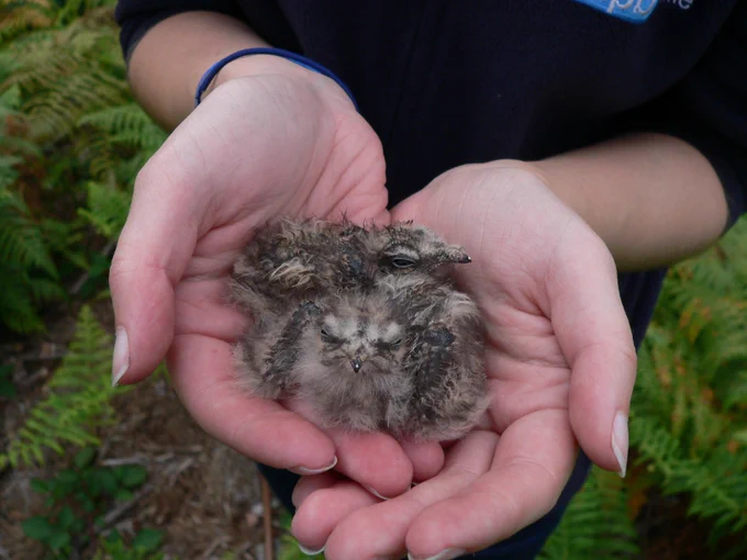 Nightjar chicks in somebody's hands