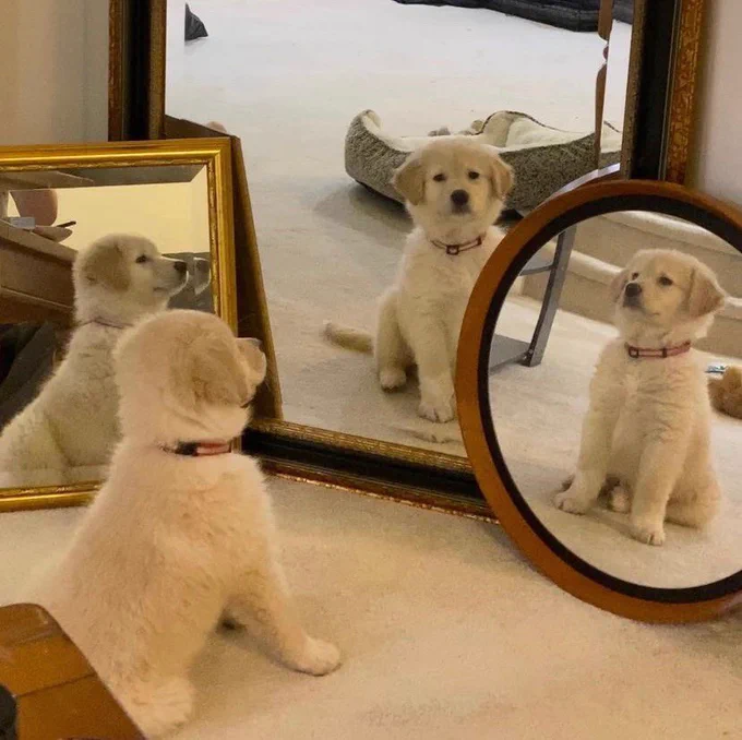 golden retriever puppy sits in front of three mirrors, all three of his reflections looking back at him