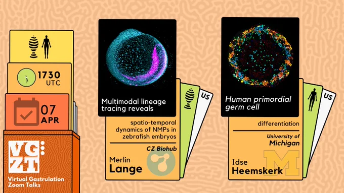 The talks would be held this thursday - at 1730 UTC. Speakers are Merlin Lange - who'd talk about multimodal lineage tracing to understand NMPs in zebrafishes, and Idse Heemskerk would talk about human primordial germ cells.