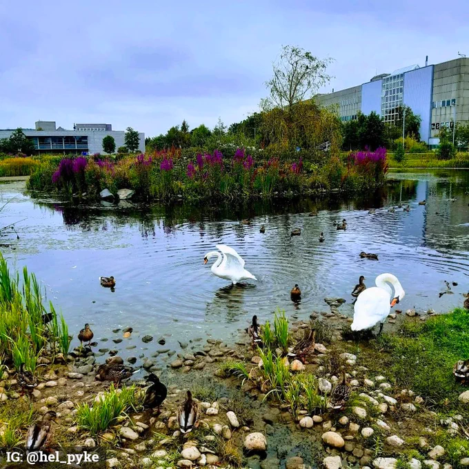 Dramatic swan lifting its wings on the upper lake, UCD Belfield campus