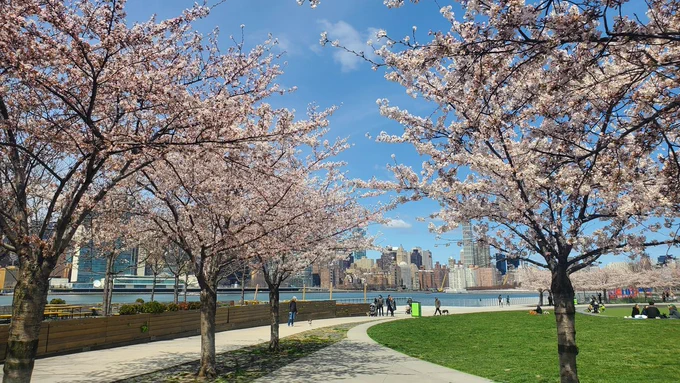 Light pink flowers blossom on Yoshino cherry trees near The Oval lawn at Hunter's Point South Park's waterfront. 