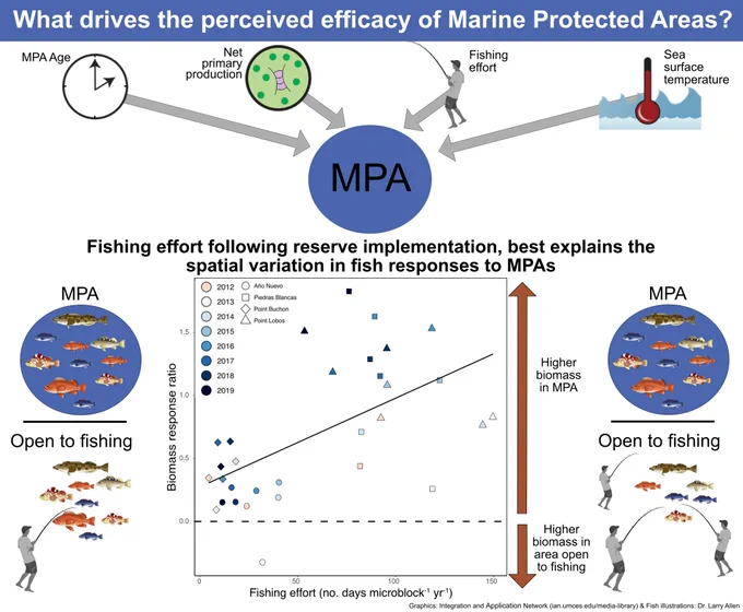 Graphical abstract describing main results of publication. Across the top is the question, "What drives the perceived efficacy of Marine protected areas?" Below are four clip art graphics describing variables of MPA age, net primary production, fishing effort and sea surface temperature. Finally, a there is figure that shows external fishing effort best explains the spatial variation in fish responses to MPAs. Specifically MPAs with higher external fishing effort have stronger positive effects than MPAs with low external fishing effort. 