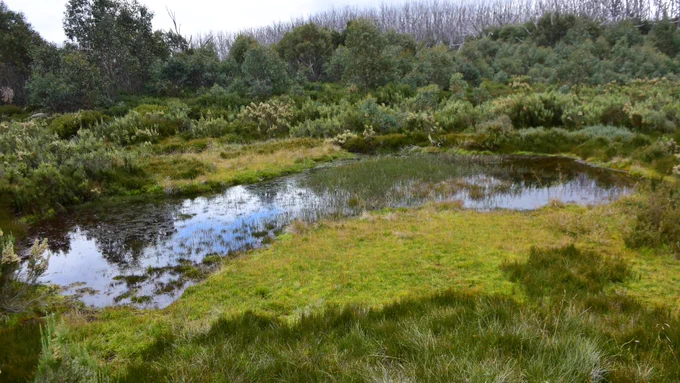 Australian peatlands - a threatened ecosystem