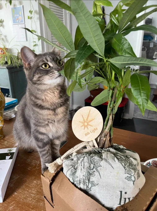 Reptar, a young tabby cat, takes interest in a money tree plant.