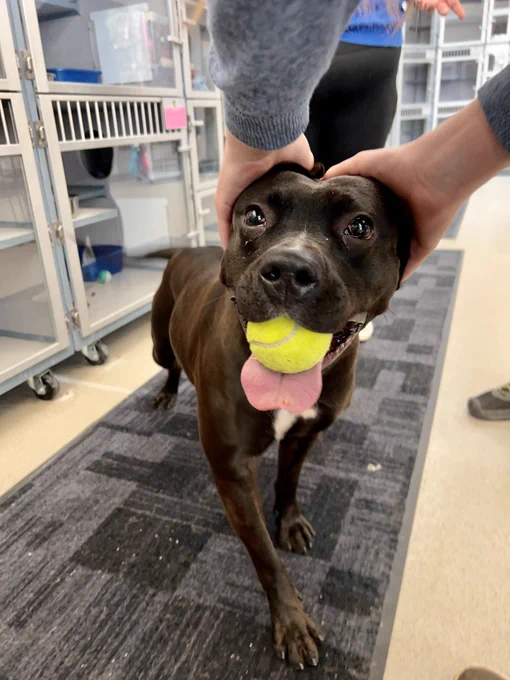 Hands petting Tera’s head. Her head is heart shaped and she is holding the tennis ball in her mouth.