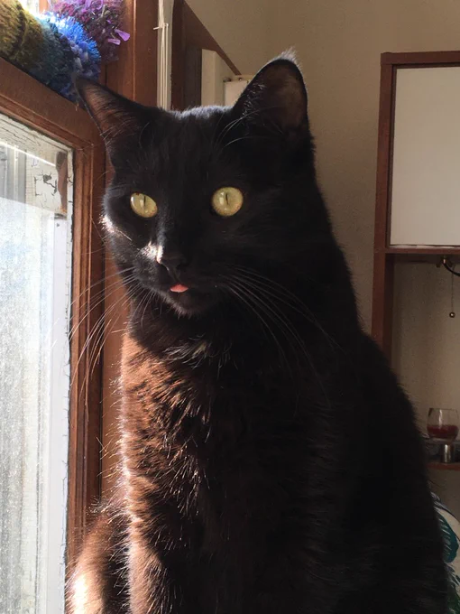 Robin, a black kitty with a handsome white cravat, looking contemplative even if his tongue is sticking out