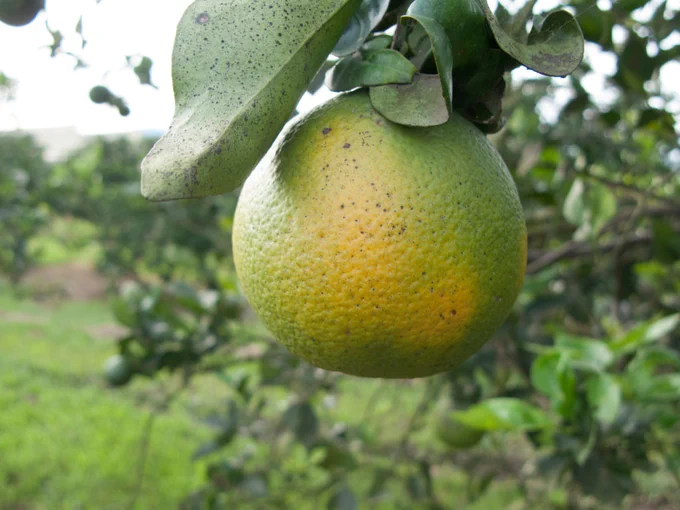 A close up of an orange that has turned green from citrus greening disease