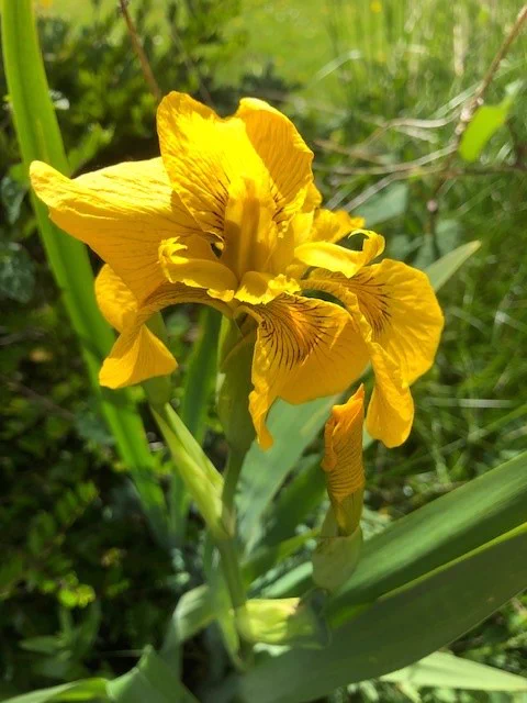 Photo of a yellow flag iris in a garden pond in Somerset. Photo taken by tweet author.