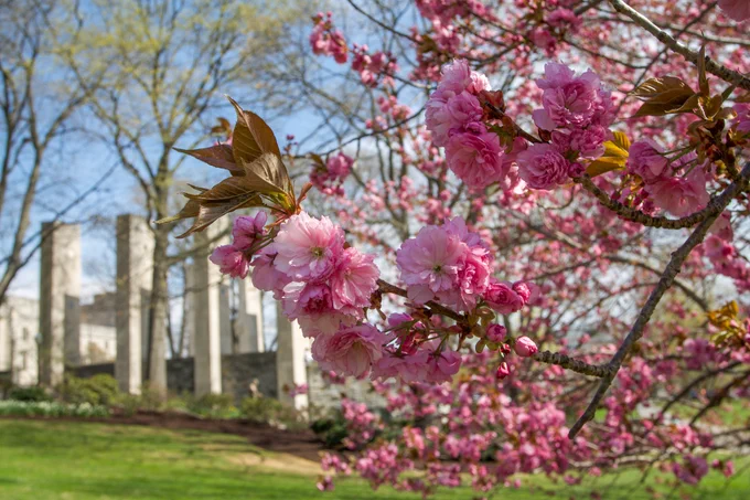 pink flowers bloom on a tree with the gray pylons in the background